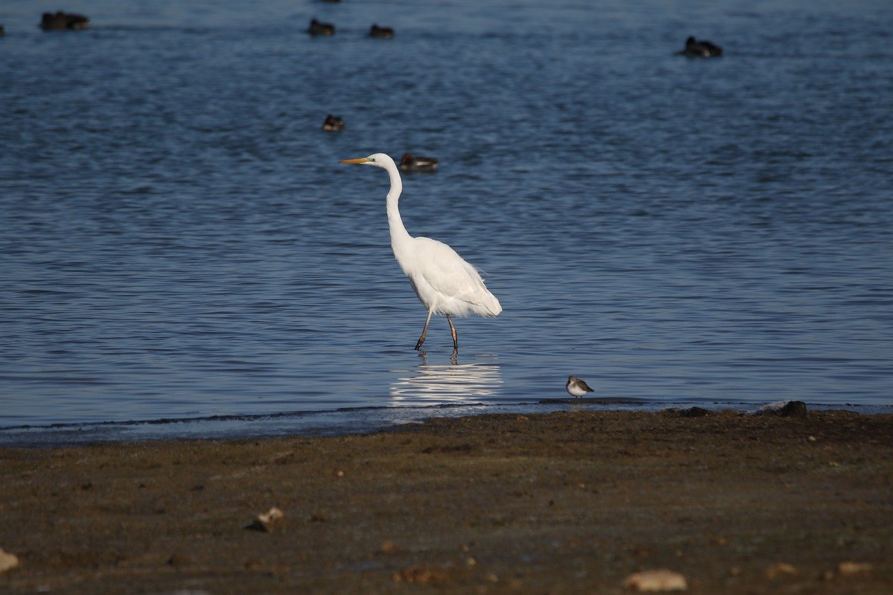 Why Conserving Biodiversity is Essential for Maintaining Ecosystems